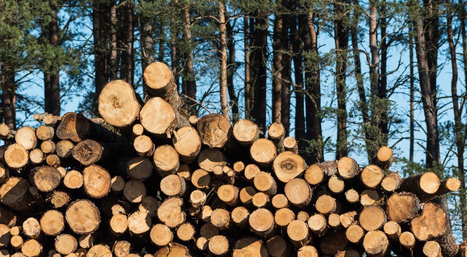 Le bois de chauffage est un combustible dérivé de composés végétaux.