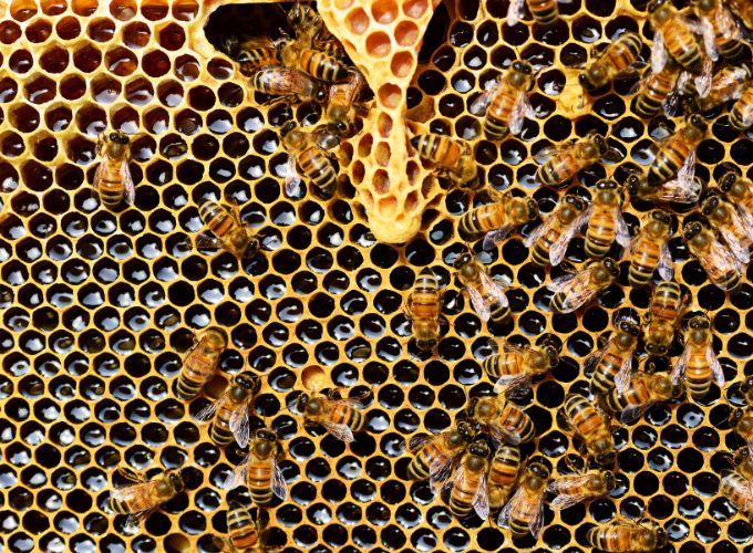 débarrasser des abeilles dans une cheminee 